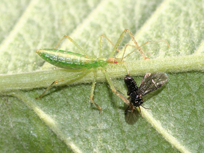 Fig. 5. Assassin bug nymph feeding on a leafminer fly.