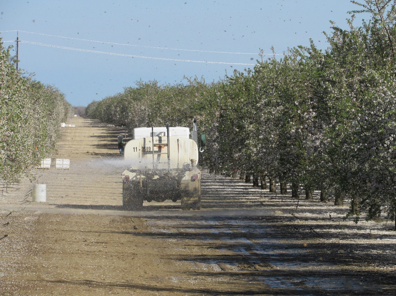 Water truck adding water to almond orchard