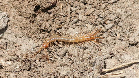 Giant desert centipede, Scolopendra polymorpha.