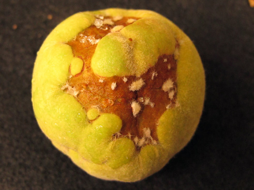 Lesión cara de gato en el fruto del durazno al principio de la temporada.