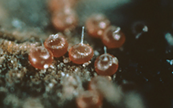 red eggs of the European red mite