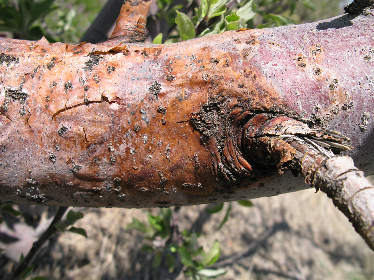 Fire Blight in Utah: An Annual Management Guide