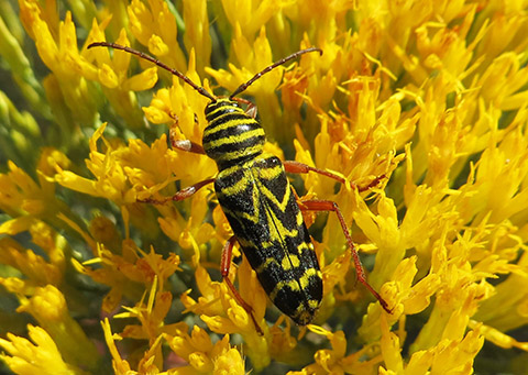 Fig. 1. Locust borers are commonly seen in late summer collecting pollen and nectar from plants like goldenrod and gray rabbitbrush.