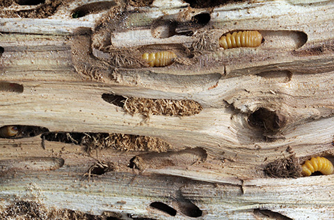 Fig. 2. Locust borer larvae and tunnels. Image courtesy of Whitney Cranshaw, Colorado State University, bugwood.org.