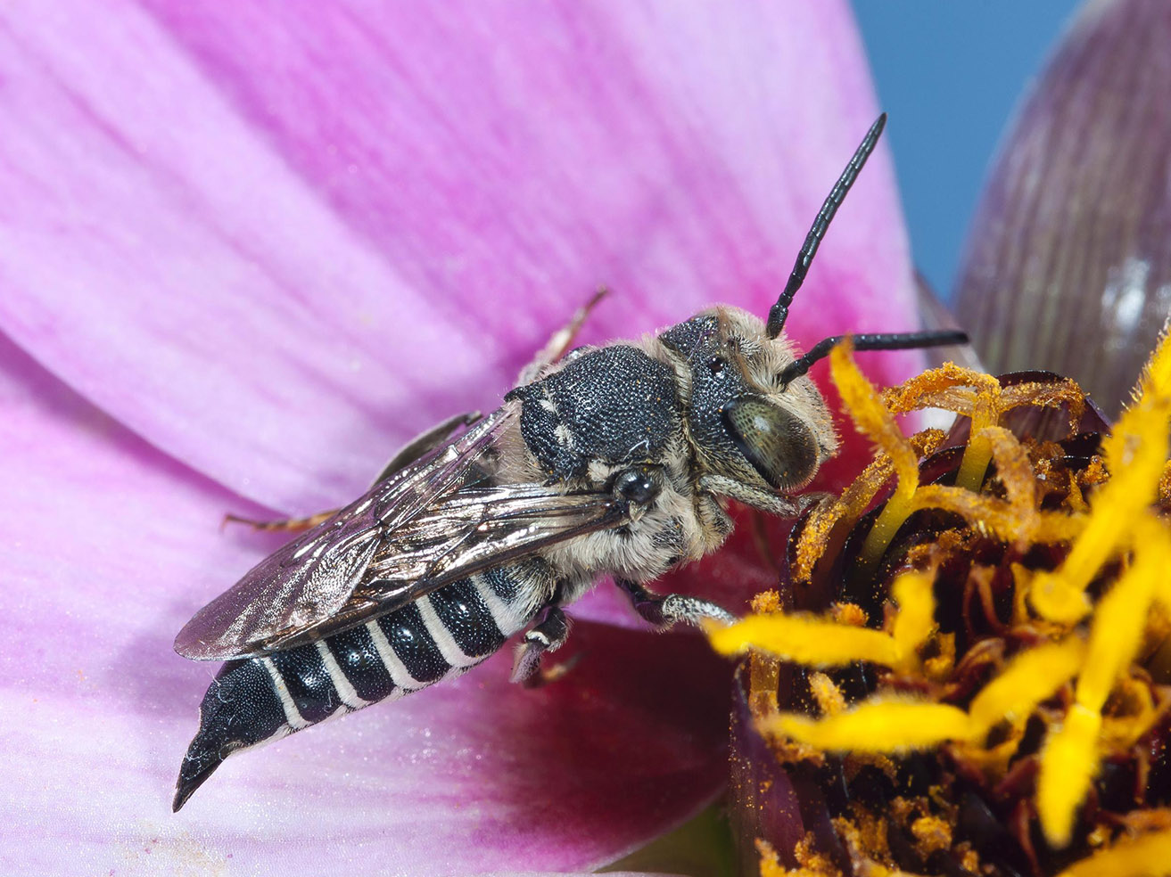 Fig. 8. (right) Hotel-Nesting Bee Enemies Include Species of Cuckoo Bees (Coelioxys sp.)