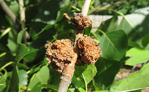 Fig. 2. Late-season galls on cottonwood twig.