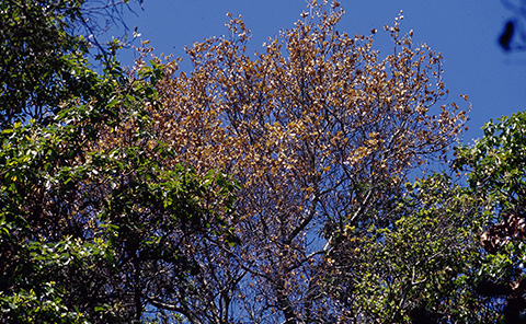 Fig. 1. Coast live oak killed by sudden oak death (Phytophthora<br />ramorum). Image courtesy of Joseph O’Brien, USDA Forest Service, Bugwood.org.