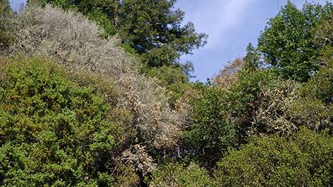 Fig. 3. Oaks with sudden oak death showing brown foliage and death. Image courtesy of Joseph O’Brien, USDA Forest Service, Bugwood.org.