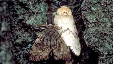 Fig. 1. Adult Spongy Moth Male (top) and Female (bottom). Image courtesy of John H. Ghent, Bugwood.org.