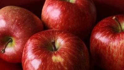 Rows of apple varieties