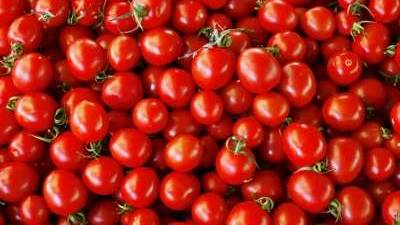 Heaps of tomatoes