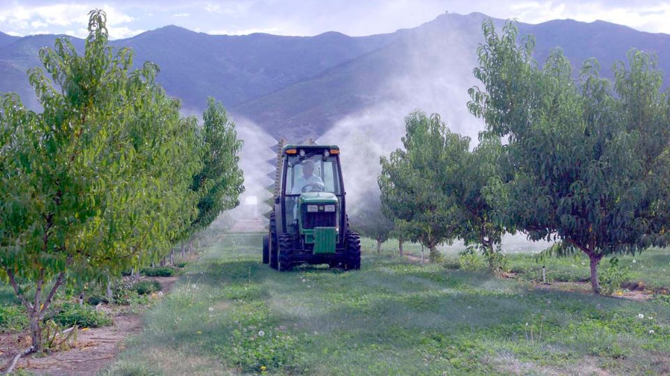 Spraying pesticides in orchard