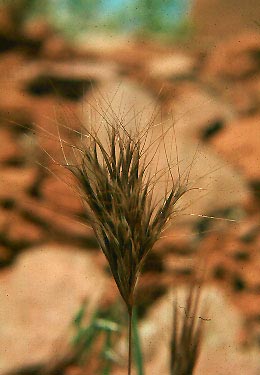 Red Brome