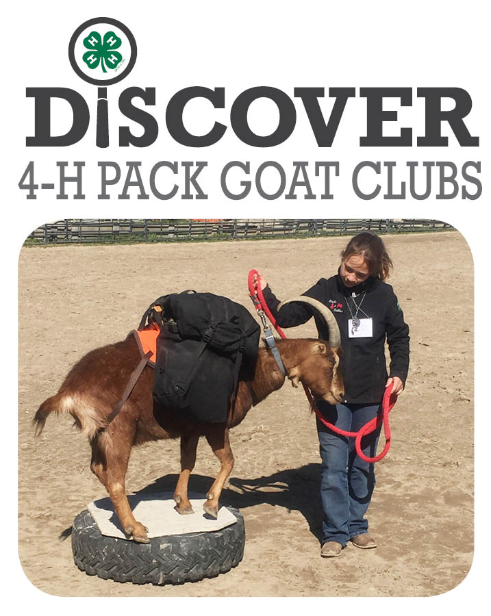 Pack Goats