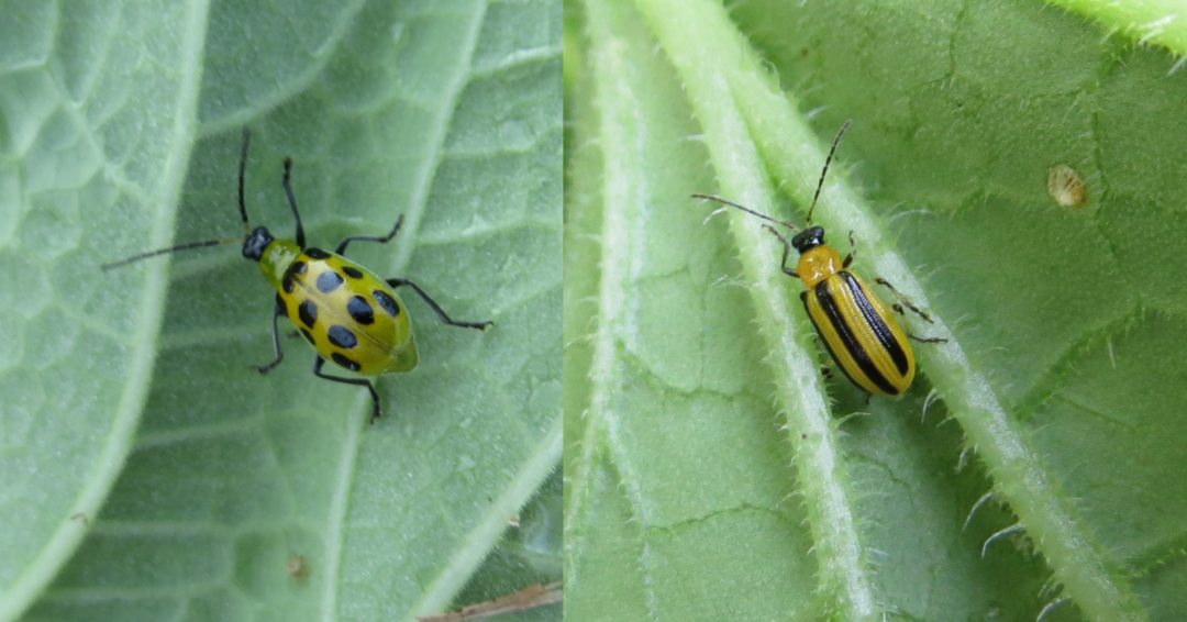 Adult Spotted and Striped Cucumber Beetles
