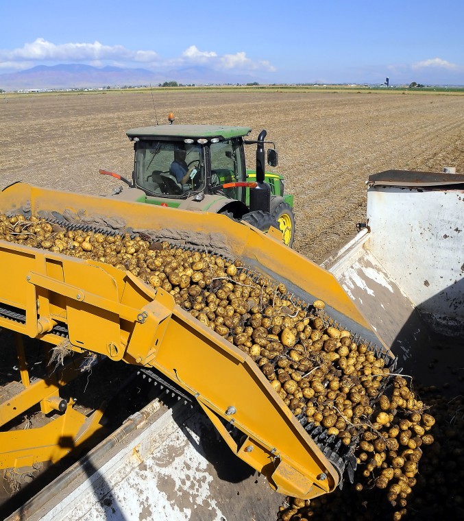 Commercial Seed Potato Production in Cache County, Utah