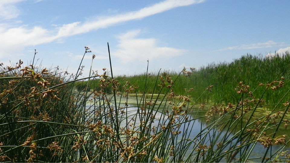 Wetland Environment and Water Policy Connections