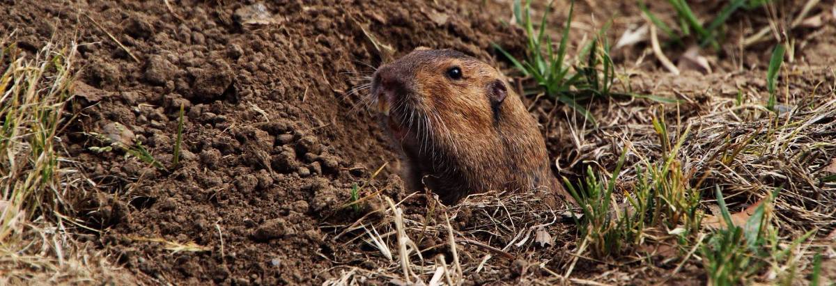 Gopher sticking head out of hole