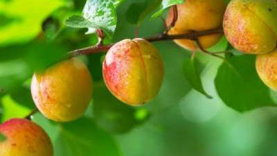 How to Grow Apricots in Your Home Garden 