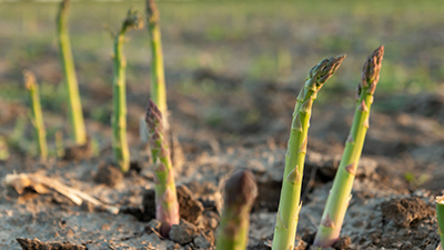 How to Grow Asparagus in Your Garden