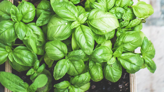 How to Grow Basil in Your Garden
