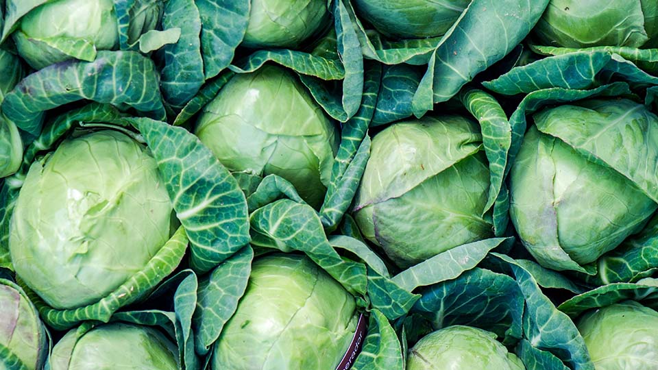 How to Grow Cabbage in Your Garden