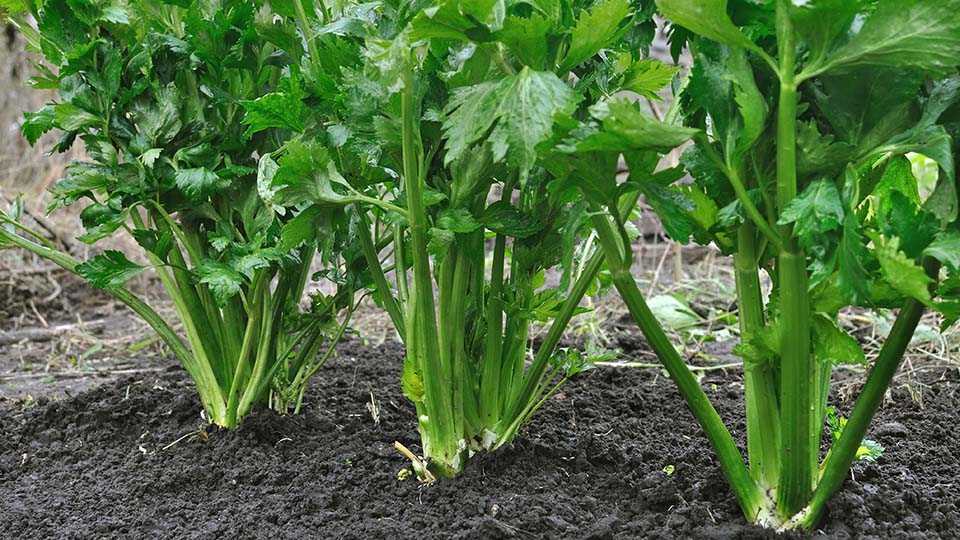 celery in store