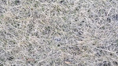 Is Your Lawn Dead or Dormant?