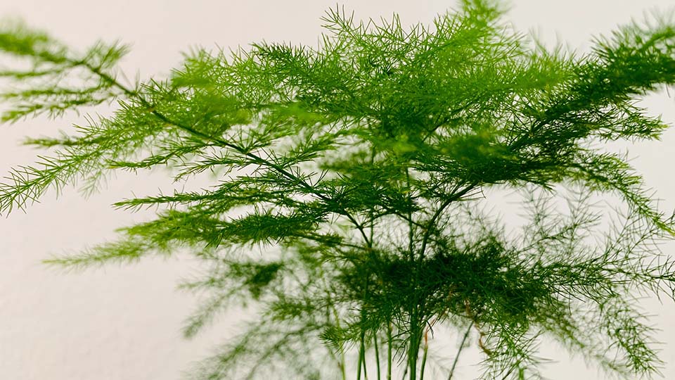 How to Grow Dill in Your Garden