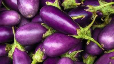 How to Grow Eggplant in Your Garden