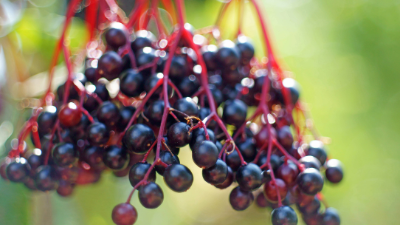 How to Grow Elderberry in Your Garden
