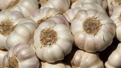 How to Grow Garlic in Your Garden