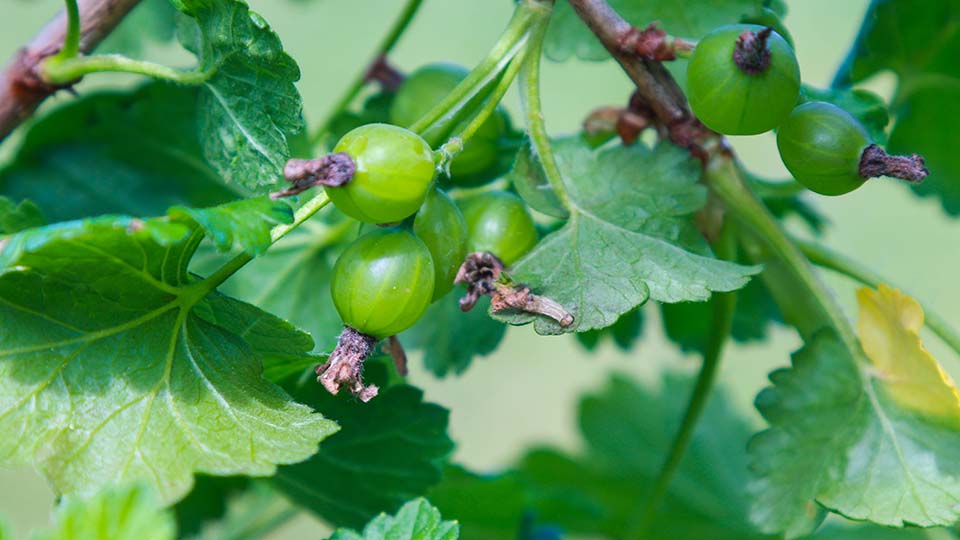 How to Grow Gooseberries in Your Garden