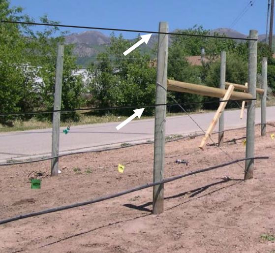 . A 2-wire vertical trellis suitable for the Kniffen training system, with wires (white arrows) at 36 and 60 inches above ground level. This view shows the end braces with cross bar and diagonal tensioned wire. A drip irrigation line is suspended approximately 1 foot above the ground.