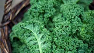 How to Grow Kale in Your Garden
