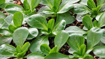 How to Grow Lamb's Lettuce in Your Garden