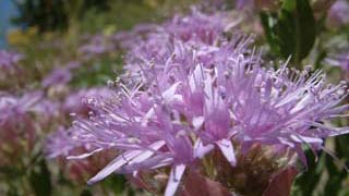 Mountain Beebalm in the Landscape