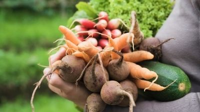 Home Vegetable Garden-Variety Recommendations for Utah