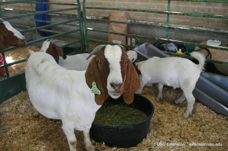 goats on hay