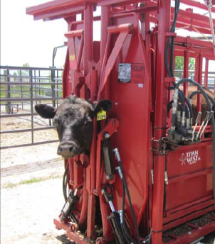Cow in automatic squeeze chute