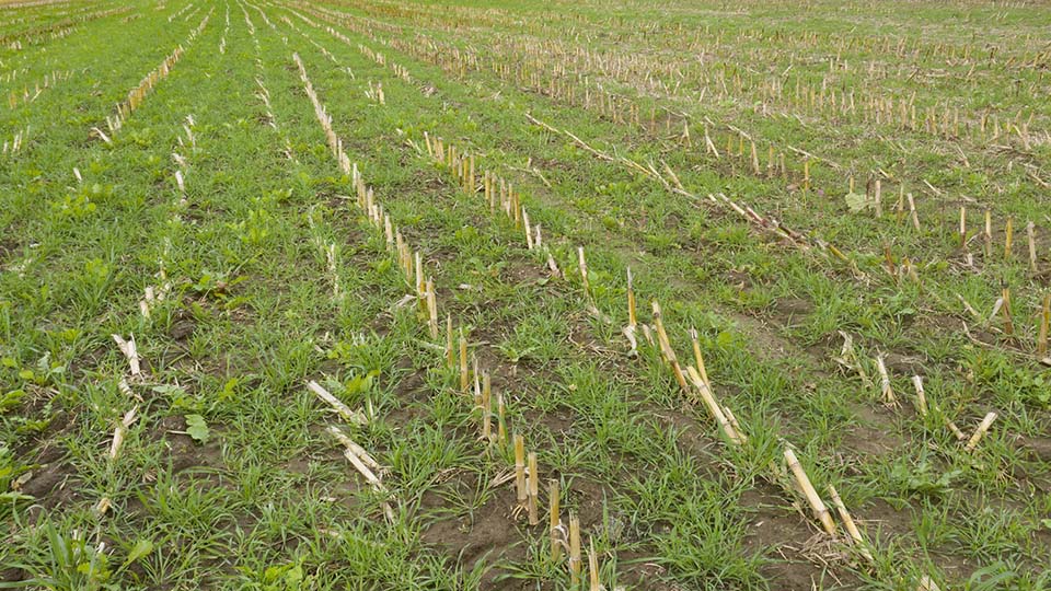 Cover crops sown into corn stubble