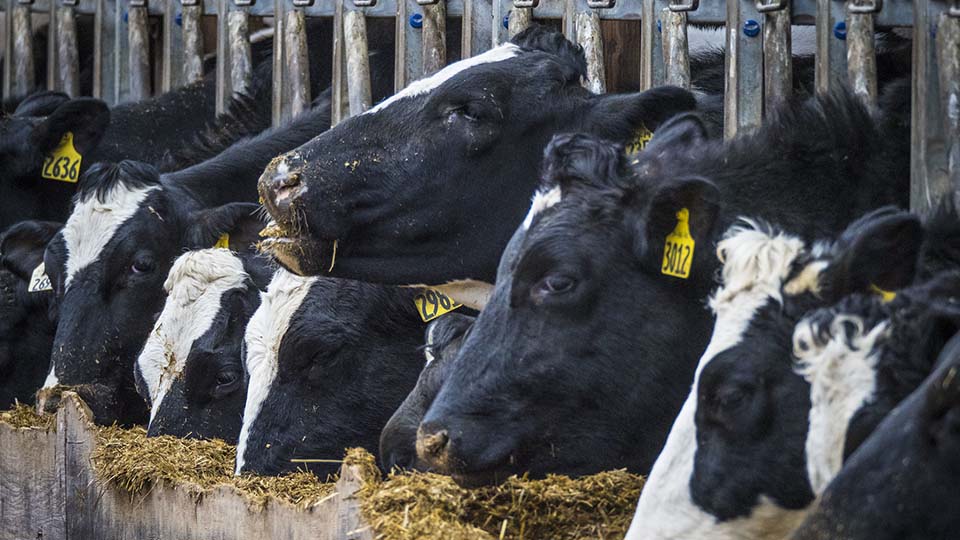 Dairy cattle feeding at a trough
