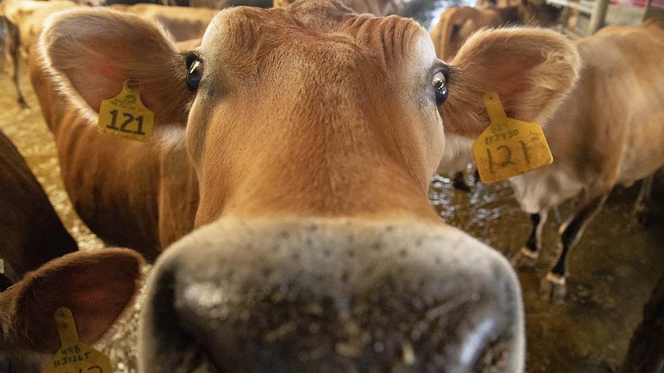 Closeup of Jersey cow