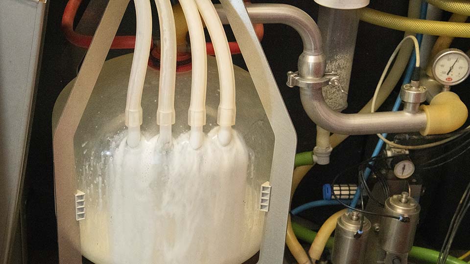 Milk pouring into glass container in dairy barn