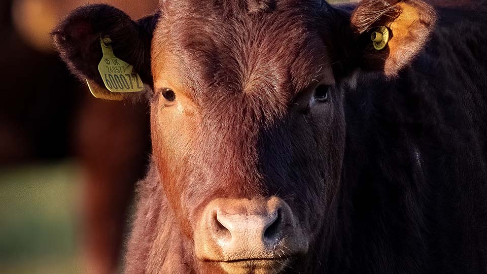 Closeup of bovine