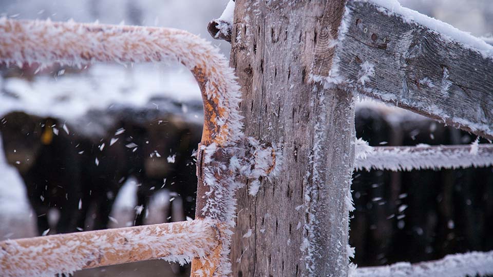 Cattle in the background of a frosty winter scene