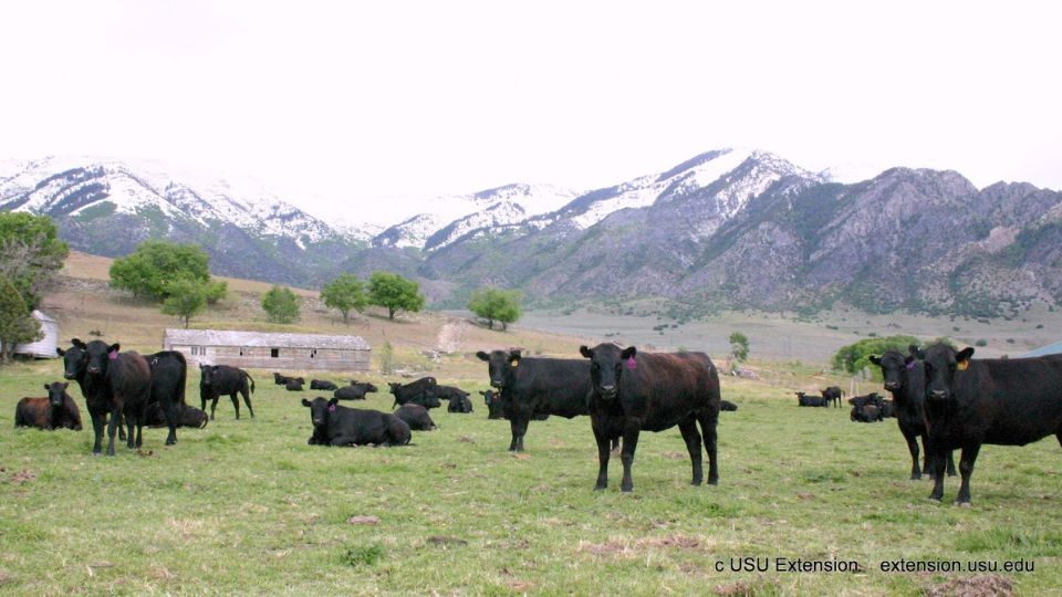 The Benefits of Growth-Promoting Implants for Beef Cattle