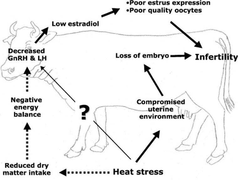 Possible Mechanisms of How Heat Stress Affects Reproduction in Cows