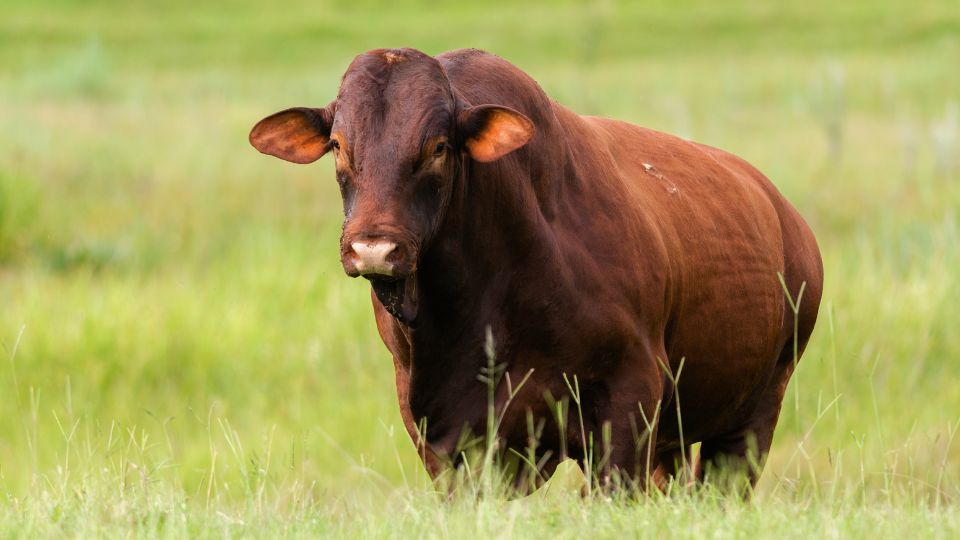 Implementing Bos Indicus-Influenced Cattle in Utah for Hybrid Vigor