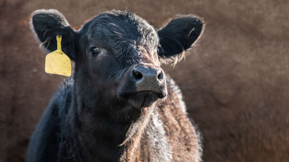 Raising a Bottle-Fed Calf on a  Cow/Calf Operation